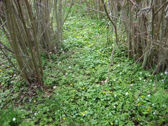 Frodig markvegetation. © Mats Ohlin 2013.