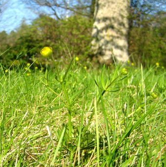 Smrblommorna r p gng. © Mats Ohlin 2013.