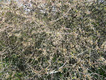 Slnets begynnande blomning. © Mats Ohlin 2013.