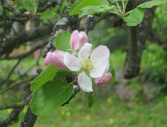 Cox pomona i sin blomning. © Mats Ohlin 2013.