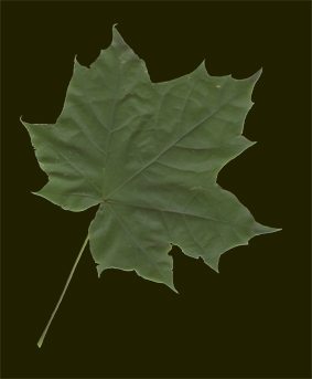 Lnn. © Mats Ohlin 2012.