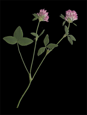 Rdklver. © Mats Ohlin 2012.