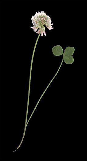 Vitklver. © Mats Ohlin 2012.