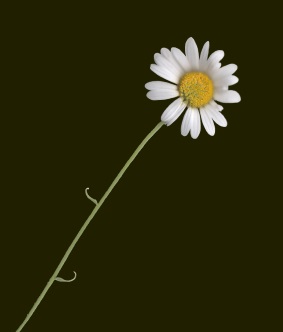 Prstkrage. © Mats Ohlin 2012.