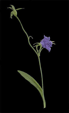 Blklocka. © Mats Ohlin 2012.