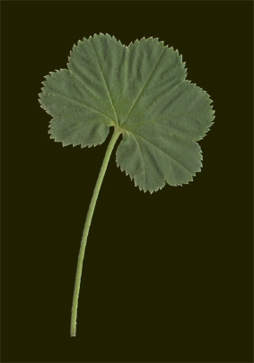 Daggkpa. © Mats Ohlin 2012.