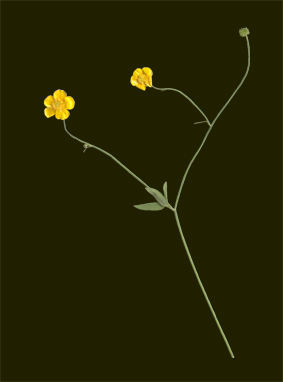 Smrblomma. © Mats Ohlin 2012.