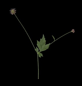 Humleblomster. © Mats Ohlin 2018.