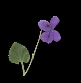 Viol. © Mats Ohlin 2018.