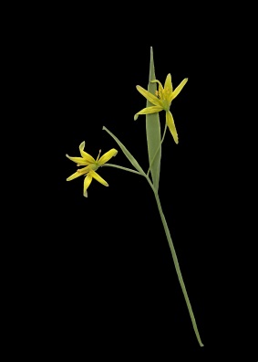Vrlk. © Mats Ohlin 2018.