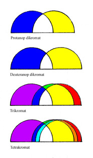 Olika typer av frgseenden hos mnniskan.